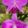 Laelia pumila tipo petaluda x escura flamea 'Alice'