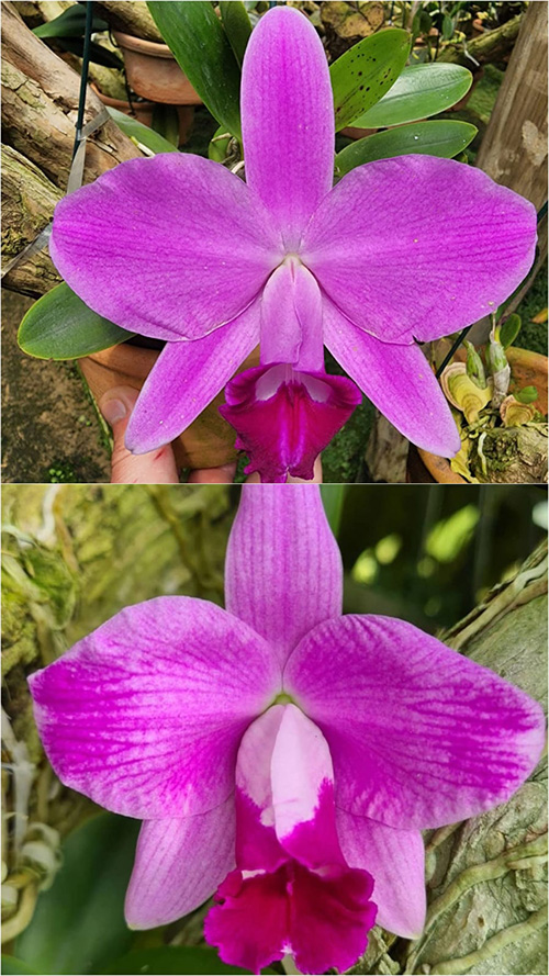 Laelia pumila tipo petaluda x escura flamea 'Alice'