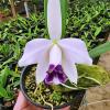 Laelia pumila coerulea x coerulea 'Paraopeba'