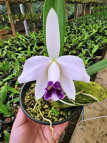 Laelia pumila coerulea x coerulea 'Paraopeba'