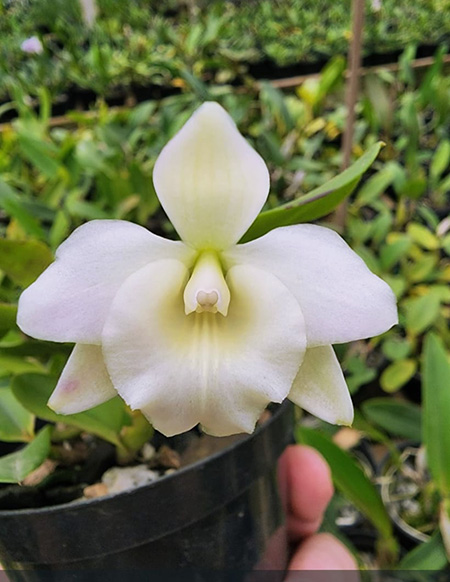 Laelia alaorii suave x Epidendrum robustum