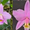 Laelia jongheana concolor x praestans concolor