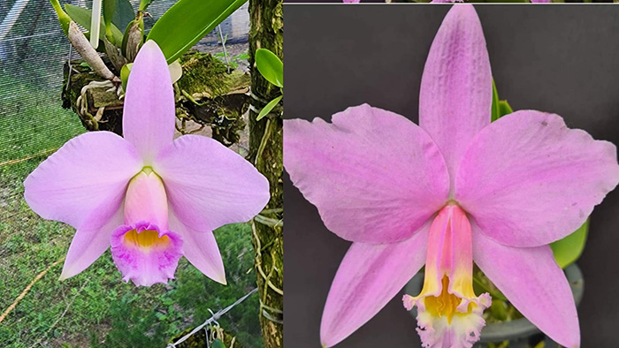 Laelia jongheana concolor x praestans concolor