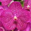 Vanda Noppadol Delight 'Thailand' AM/AOS