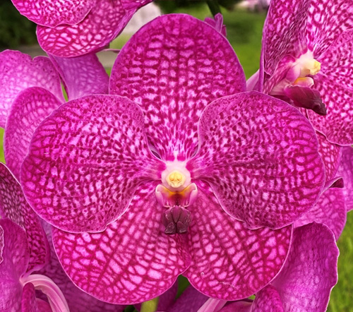 Vanda Noppadol Delight 'Thailand' AM/AOS