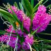 Ascocentrum ampullaceum 'Pink Sapphire' Selected