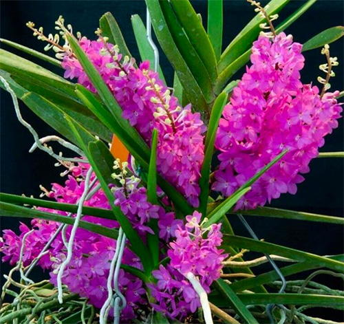 Ascocentrum ampullaceum 'Pink Sapphire' Selected