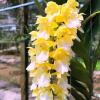 Aerides houlletiana var. alba