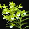 Aerides houlletiana x Christensonia vietnamica sp. Vietnam