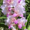 Aerides falcata x lawrence