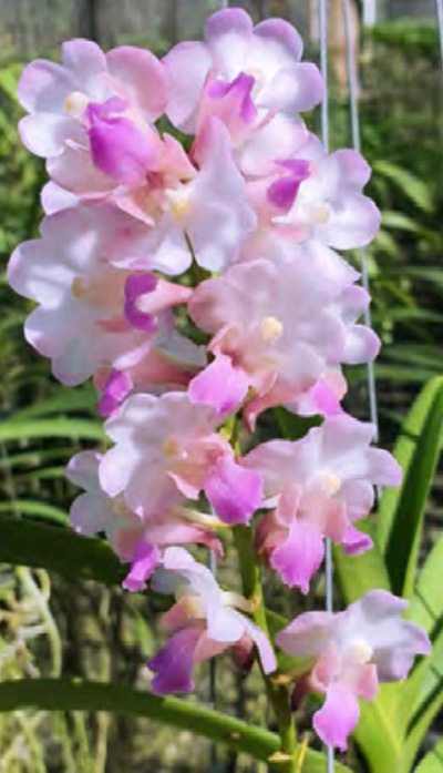 Aerides falcata x lawrence