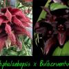 Bulbophyllum phalaenopsis x cruentum