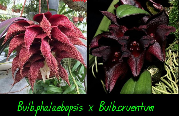 Bulbophyllum phalaenopsis x cruentum