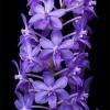 Rhynchodenia Magic Wand Blue