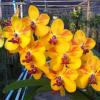 Vanda Ploenpit Prize 'Harley' AM/AOS