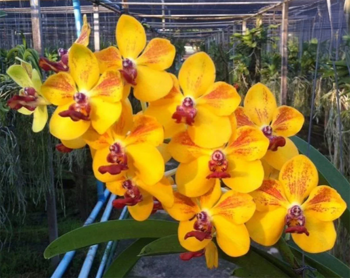 Vanda Ploenpit Prize 'Harley' AM/AOS