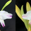 Cattleya mossiae semi-alba aquini ('Kitaie' x 'Fearless')