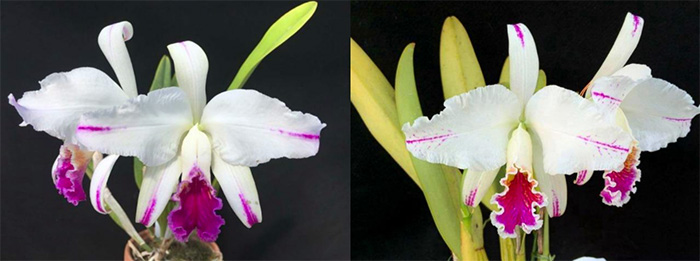 Cattleya mossiae semi-alba aquini ('Kitaie' x 'Fearless')