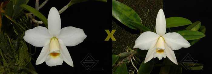 Laelia praestans (alba x alba 'Orchid Eros')