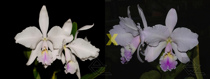 Cattleya warneri (suavissima 'Rio Bonito' x amesiana 'Mem. R. Kautsky' M-EC)