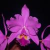 Cattleya warneri escura ('Belezinha' x 'Redonda')