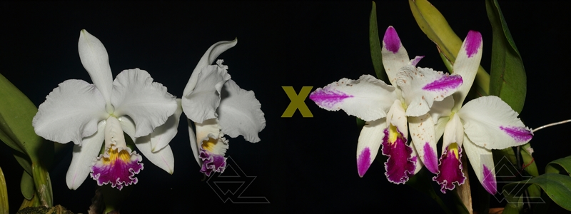 Cattleya warneri semi-alba x mossiae semi-alba splash