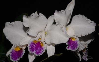 Cattleya mossiae semi-alba x self