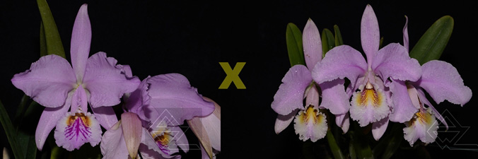 Cattleya mossiae (tipo x concolor)