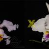 Cattleya mossiae (coerulea Z-440 x semi-alba 'Aniel')