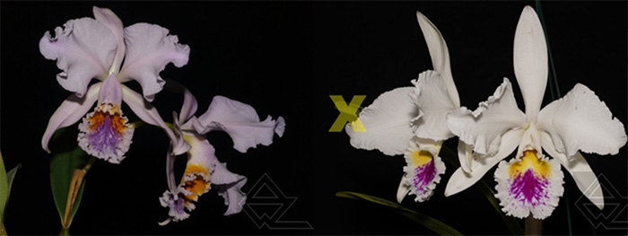 Cattleya mossiae (coerulea Z-440 x semi-alba 'Aniel')