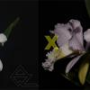Cattleya mendelli (coerulea 'Blue Ocean' x concolor 'Bucaramanga')