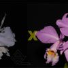 Cattleya labiata (amesiana 'Marcia Regina' x concolor)