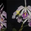 Cattleya maxima (suave venosa 'Magnifica' x semi-alba 'La Pedrena')