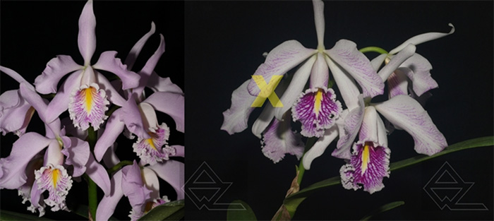Cattleya maxima (suave venosa 'Magnifica' x semi-alba 'La Pedrena')