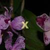 Cattleya amethystoglossa flamea ('Juparana' x 'Fenix')