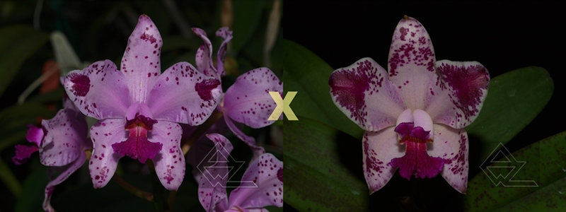 Cattleya amethystoglossa flamea ('Juparana' x 'Fenix')