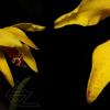 Laelia conceiconensis x Cattleya schilleriana