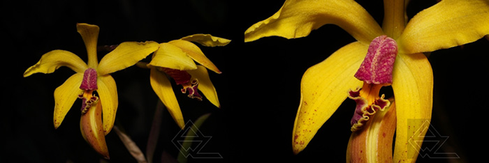 Laelia conceiconensis x Cattleya schilleriana