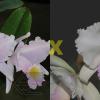 Cattleya trianae concolor (select x 'Aurora')