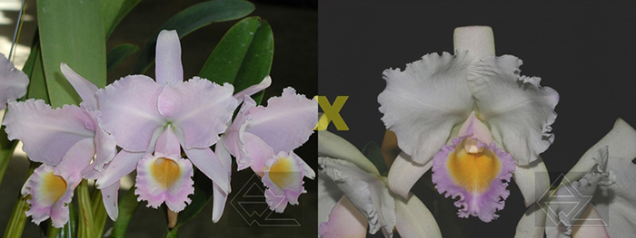Cattleya trianae concolor (select x 'Aurora')