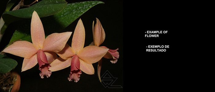 Laelia kautskyi x Laelia praestans