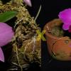 (Sophronitis x Laelia praestans) x Laelia praestans 'Black Ruby-Takako'