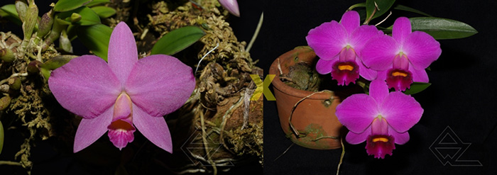 (Sophronitis x Laelia praestans) x Laelia praestans 'Black Ruby-Takako'