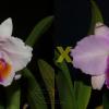 Cattleya quadricolor ('AWZ' x 'Sombrero')