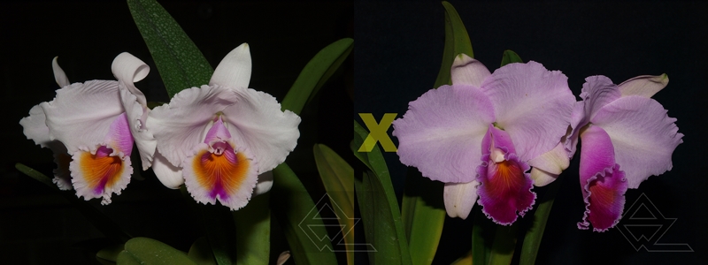 Cattleya quadricolor ('AWZ' x 'Sombrero')