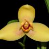 Lycaste Gualaceo Sunrise