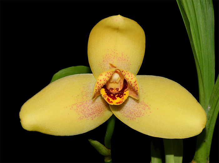 Lycaste Gualaceo Sunrise