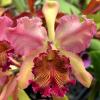 Cattleya dowiana fma rosita 'Kilauea Flame' x self