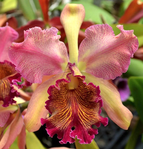 Cattleya dowiana fma rosita 'Kilauea Flame' x self