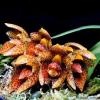 Bulbophyllum austroyunanense